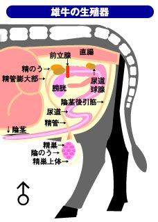 牛 ペニス|生殖器の構造